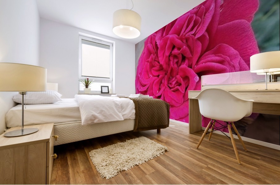 Beautiful Fragrant Rose Mural print