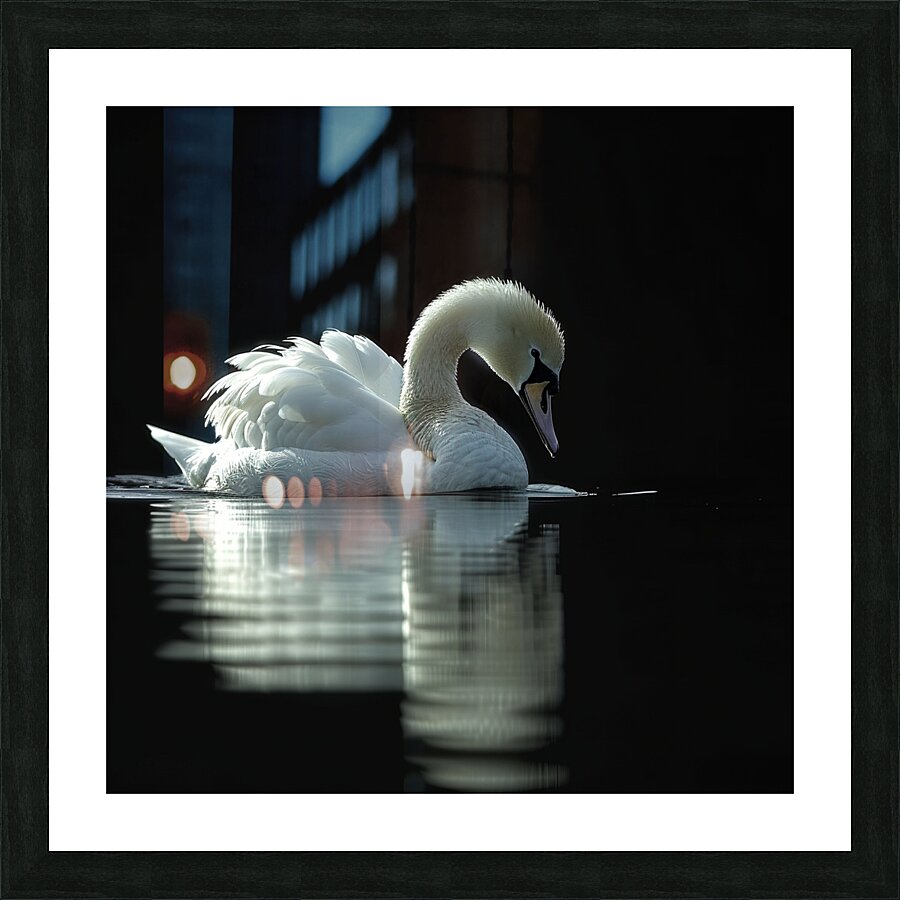 Lake Swan Picture Frame print