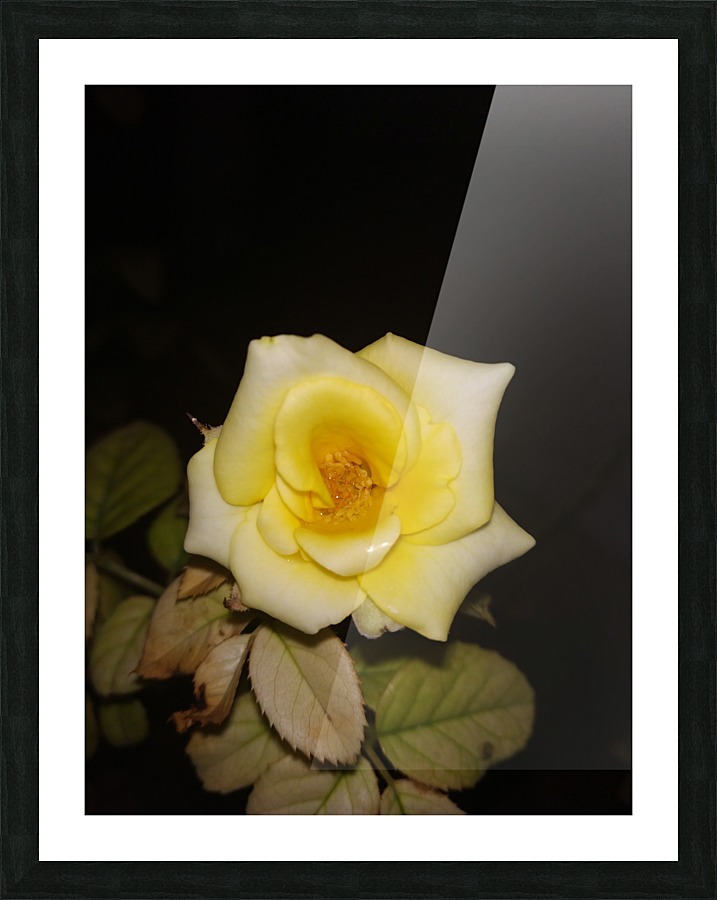YELLOW ROSE Picture Frame print