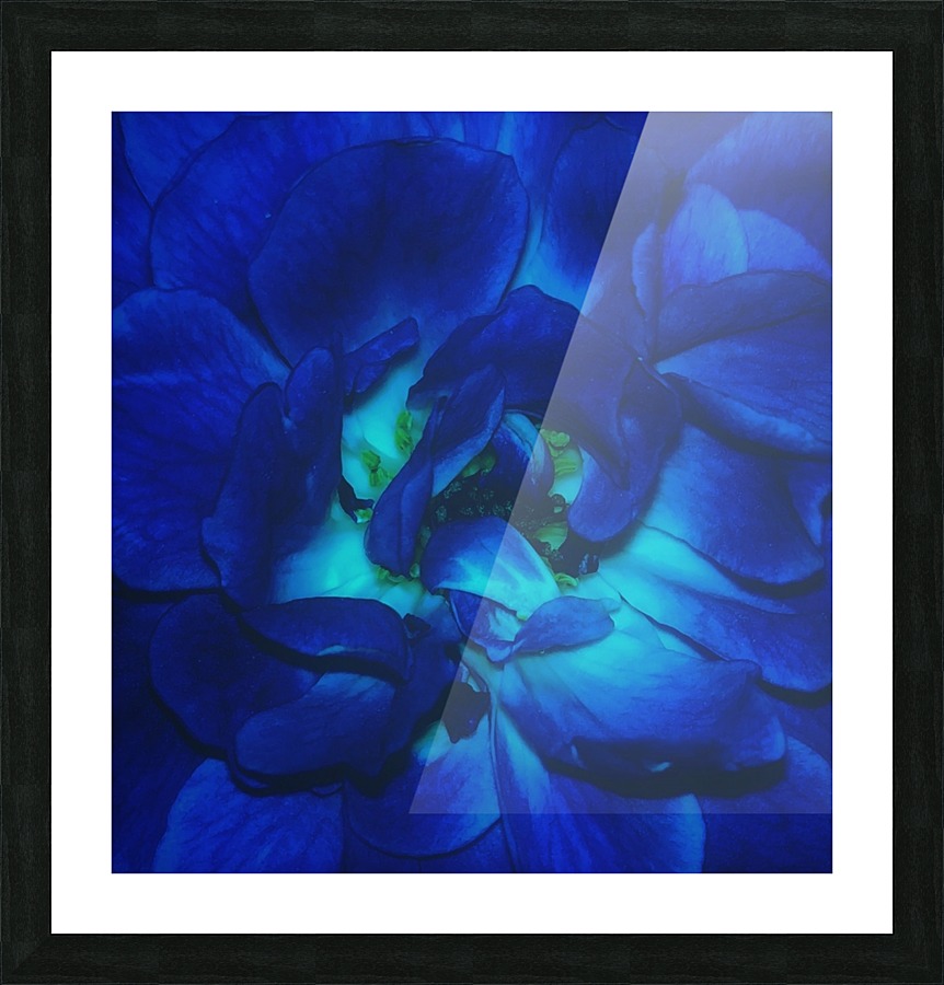 Blue Rose    Picture Frame print