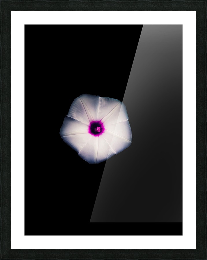 White Flora Picture Frame print