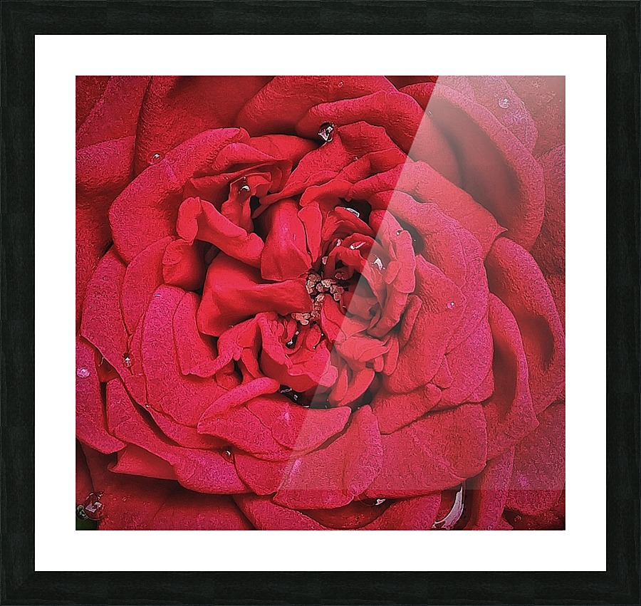 RED ROSE    Picture Frame print