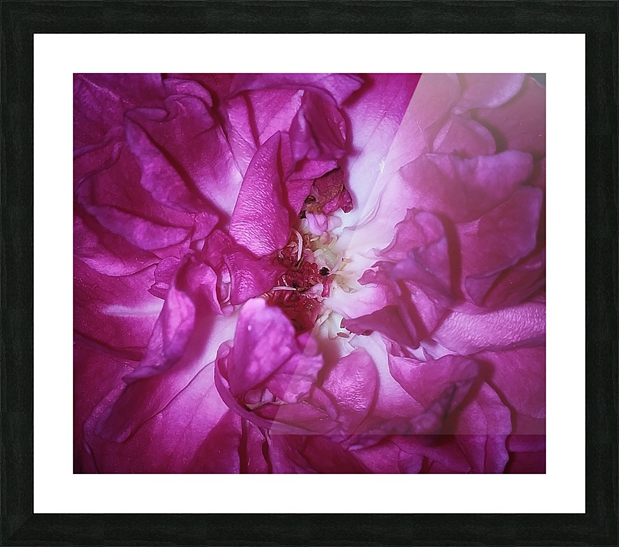 Beautiful Rose   Picture Frame print