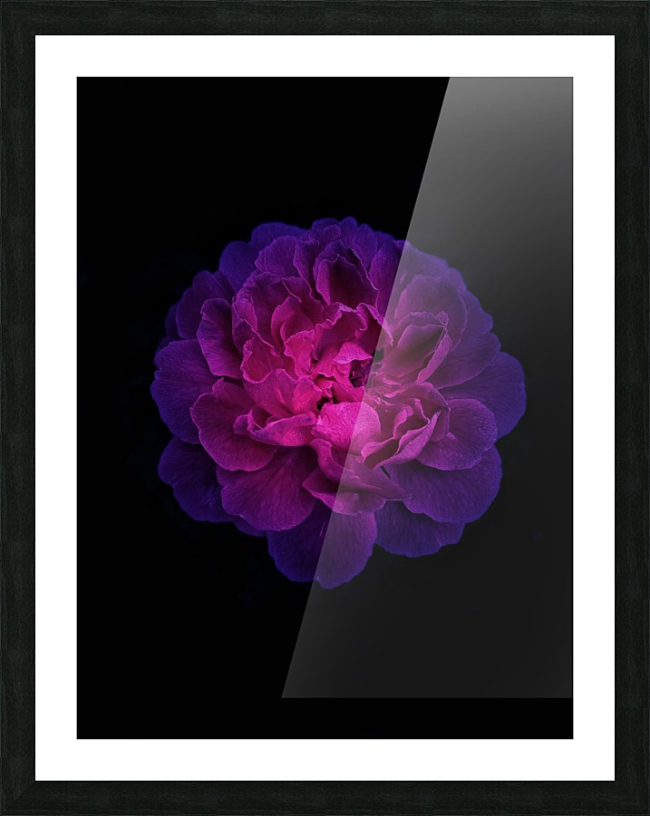 Shining Rose Picture Frame print