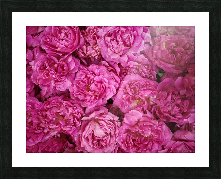 ROSE GARDEN   Picture Frame print