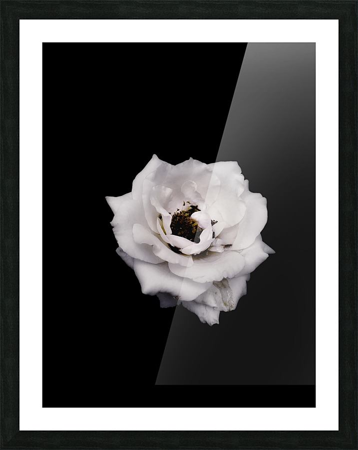 White Rose    Picture Frame print