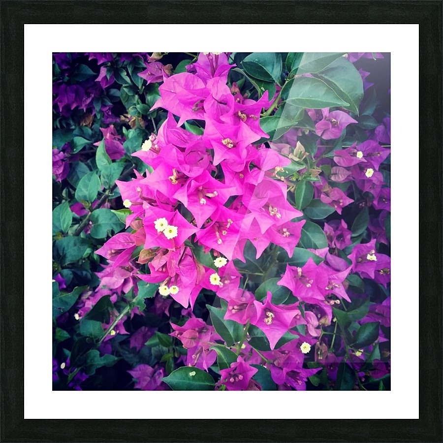 Purple Flowers    Picture Frame print