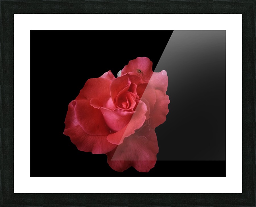 Coral Rose Picture Frame print