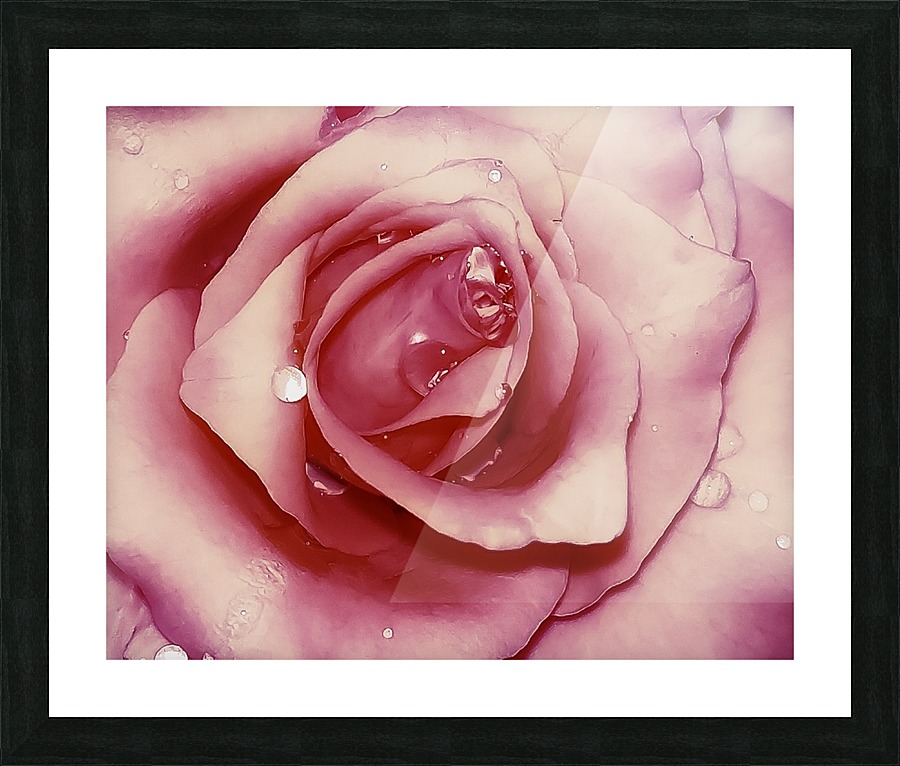 Satin Rose    Picture Frame print