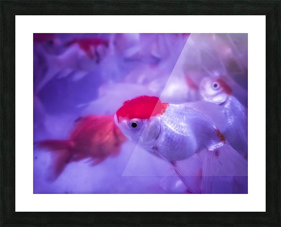 Golden Fish  Picture Frame print