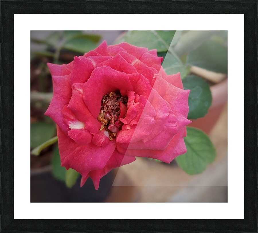 Blooming Red Rose Picture Frame print