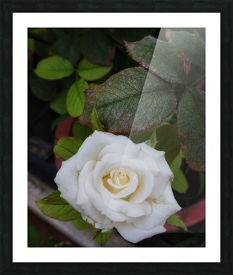 Angel Rose Picture Frame print