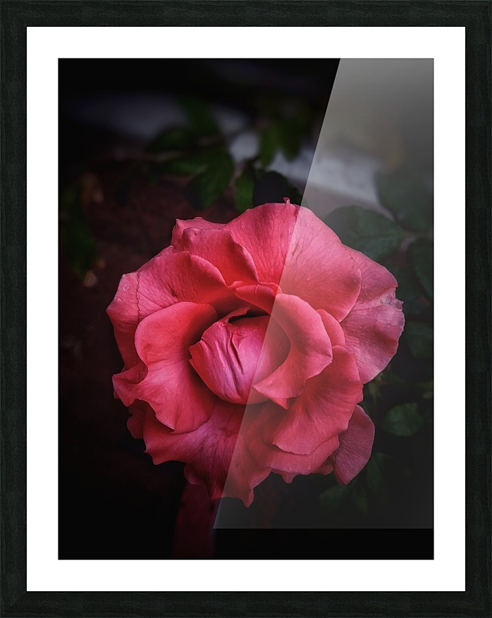 Red-Orange Rose Picture Frame print