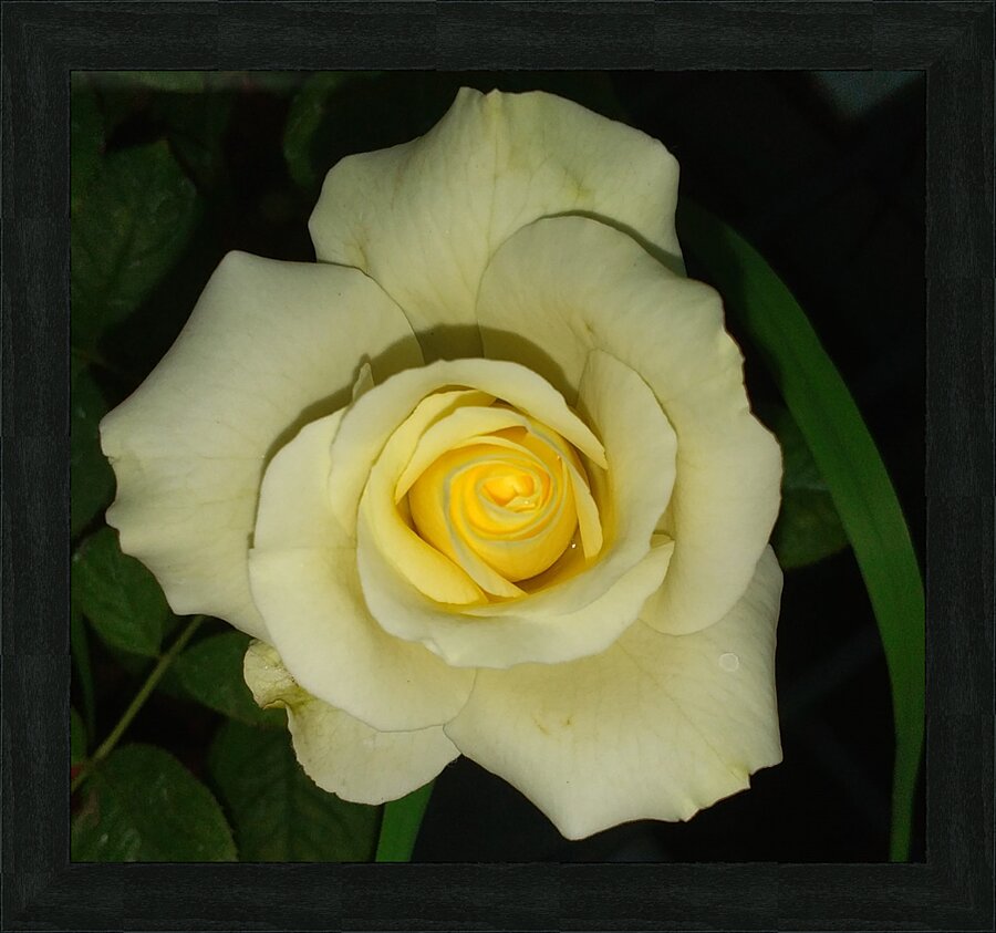 Blooming White Rose  Picture Frame print