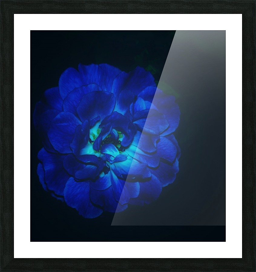 Lucky Blue Rose Picture Frame print