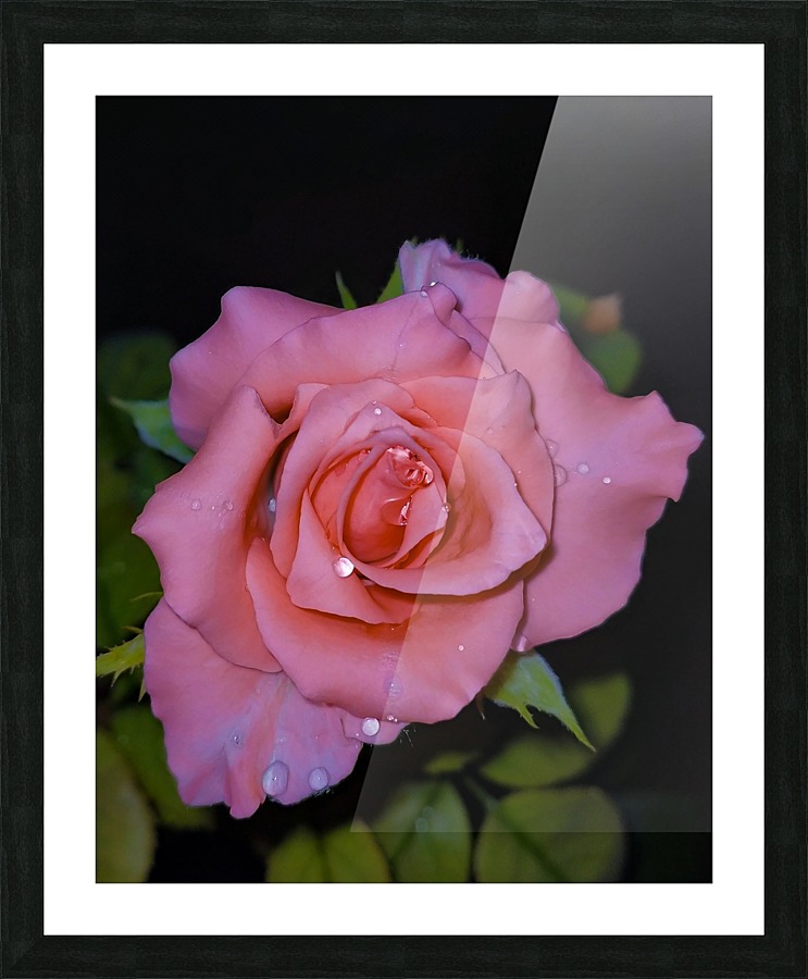 Pink Dew Rose Picture Frame print