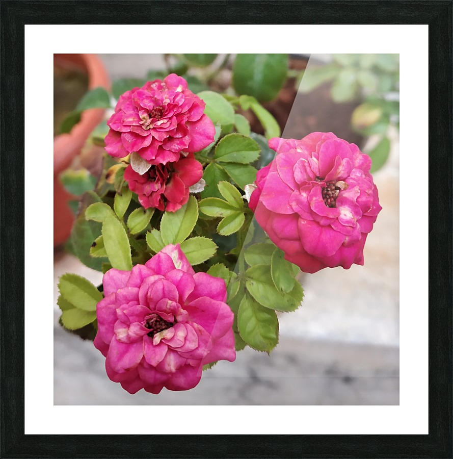 Blooming Roses Picture Frame print