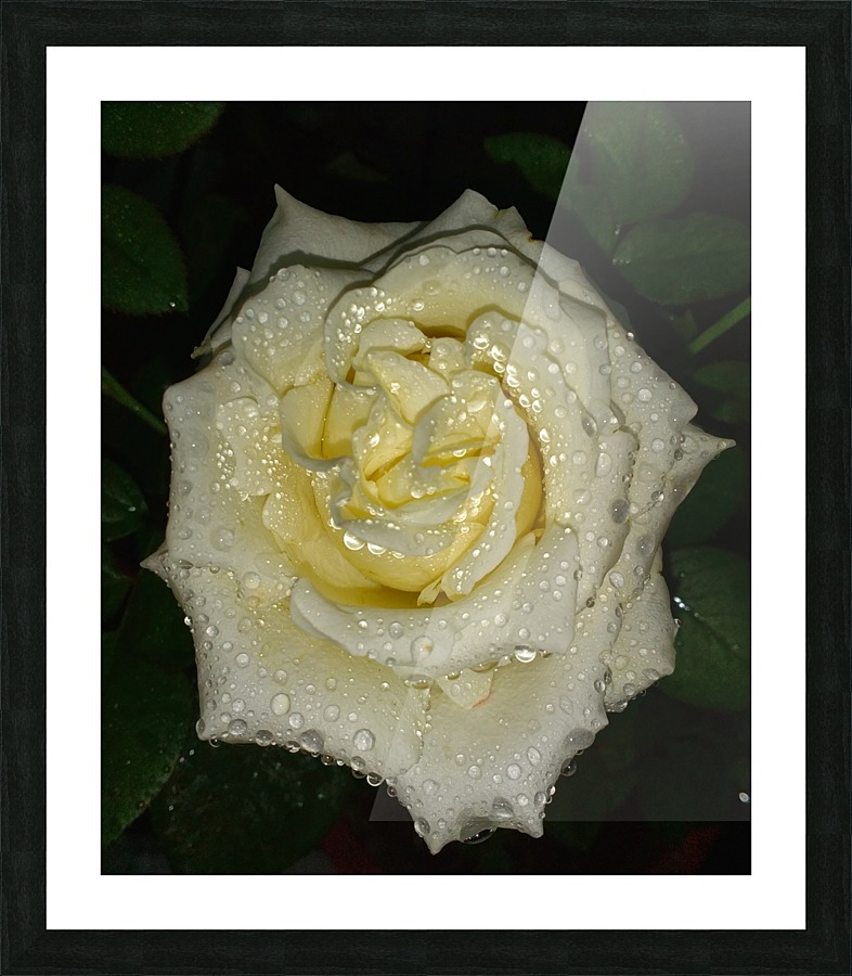Floribunda Rose Picture Frame print