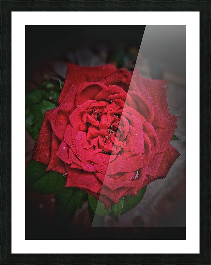Rainy Drops Red Rose Picture Frame print