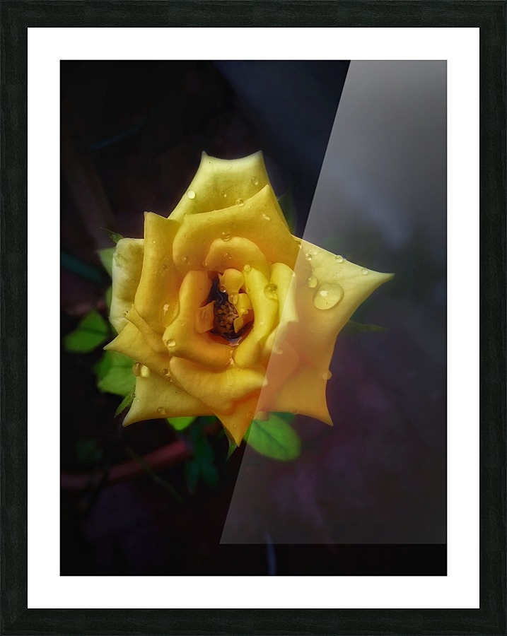 Beautiful Yellow Rose Picture Frame print