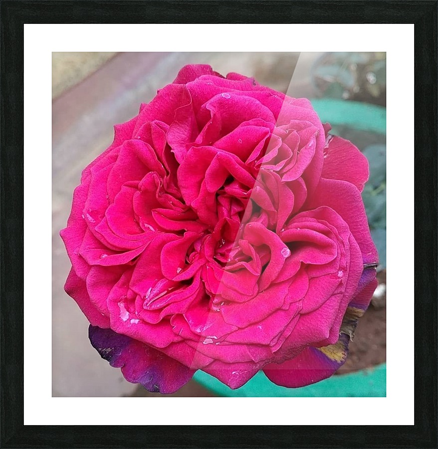 Beautiful Fragrant Rose Picture Frame print