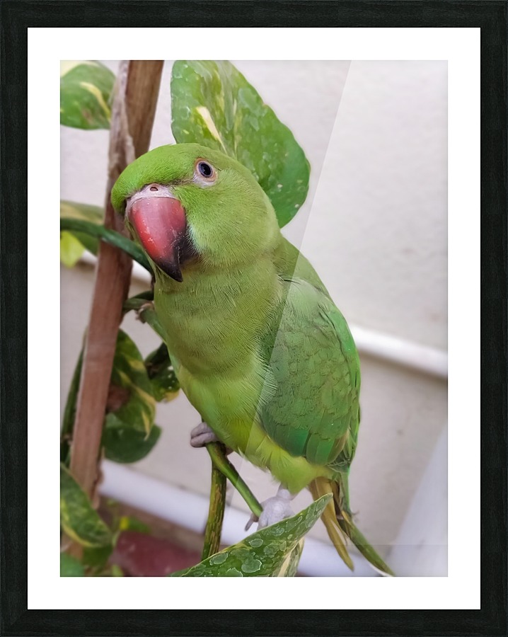 Posing  Indian Parrot Picture Frame print