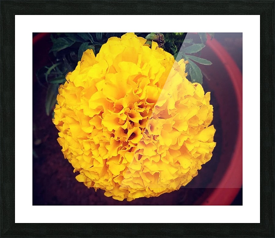Yellow Chrysanthemum Picture Frame print