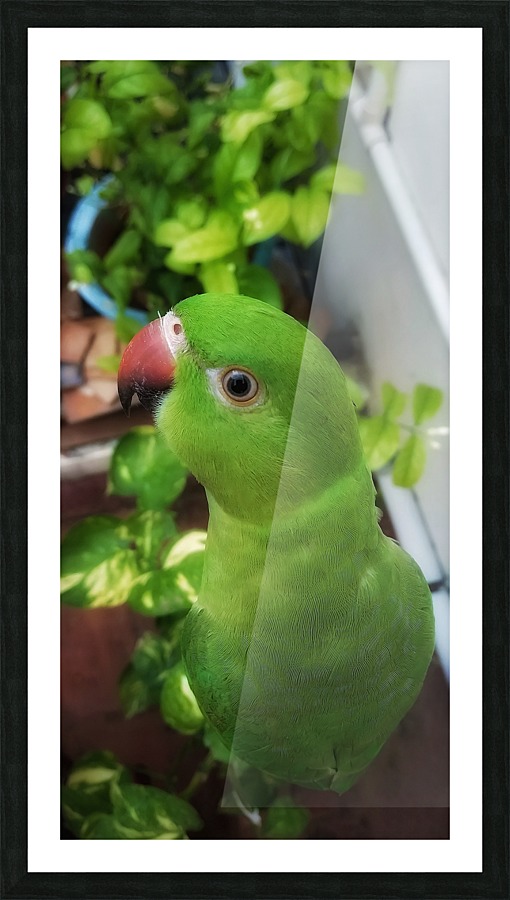 Gazing Parrot Picture Frame print