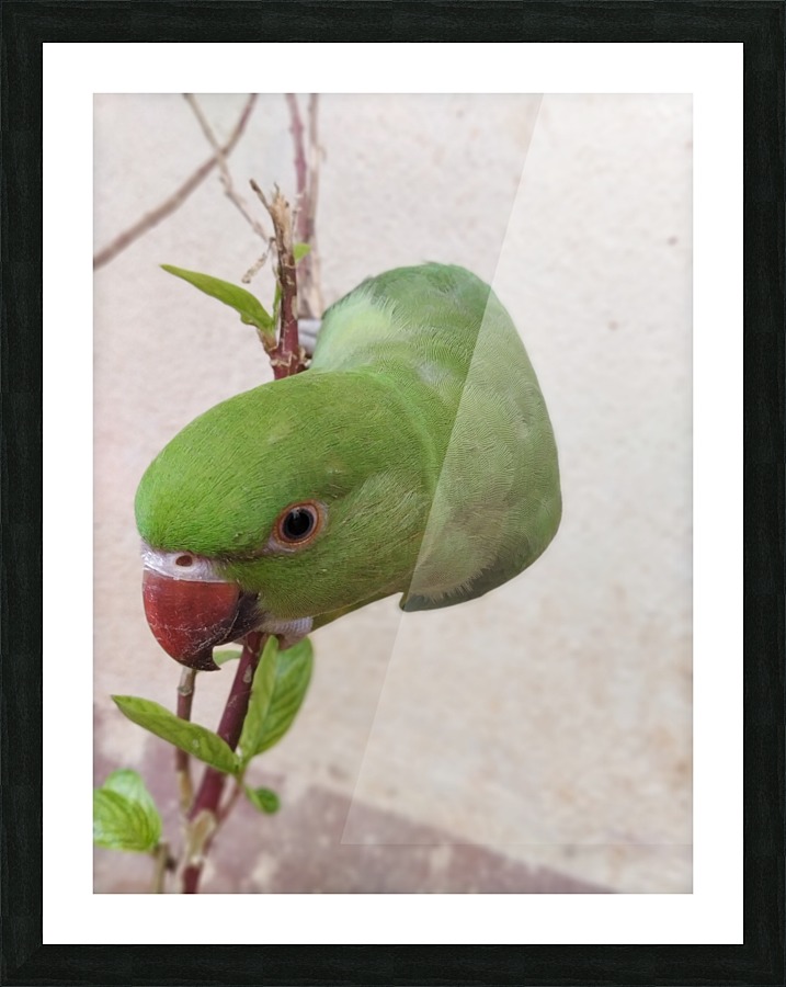 Cute Parrot Picture Frame print
