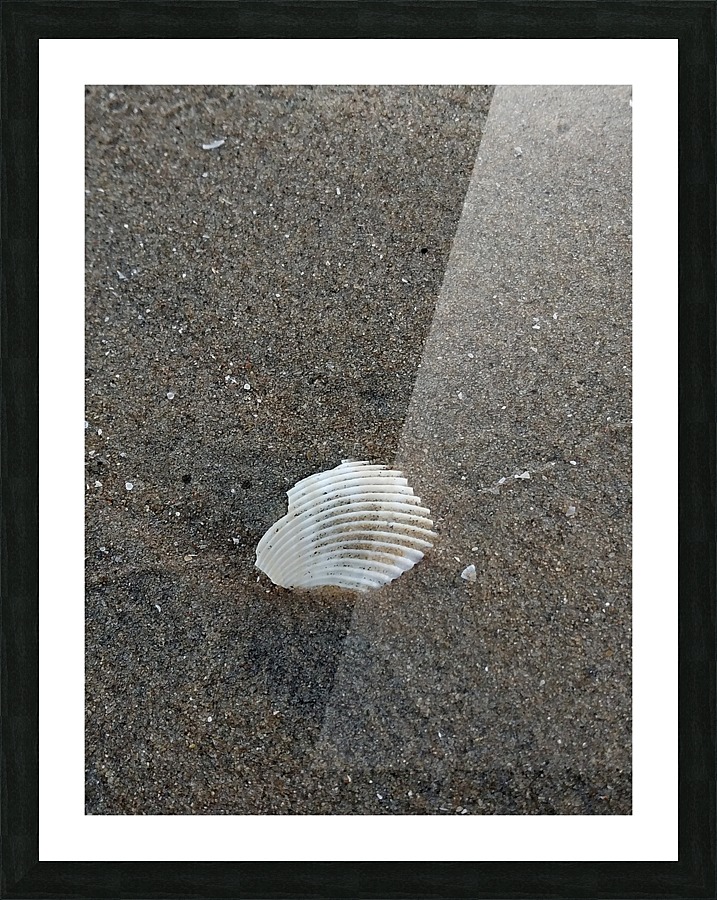Shell in Sea Shore Picture Frame print