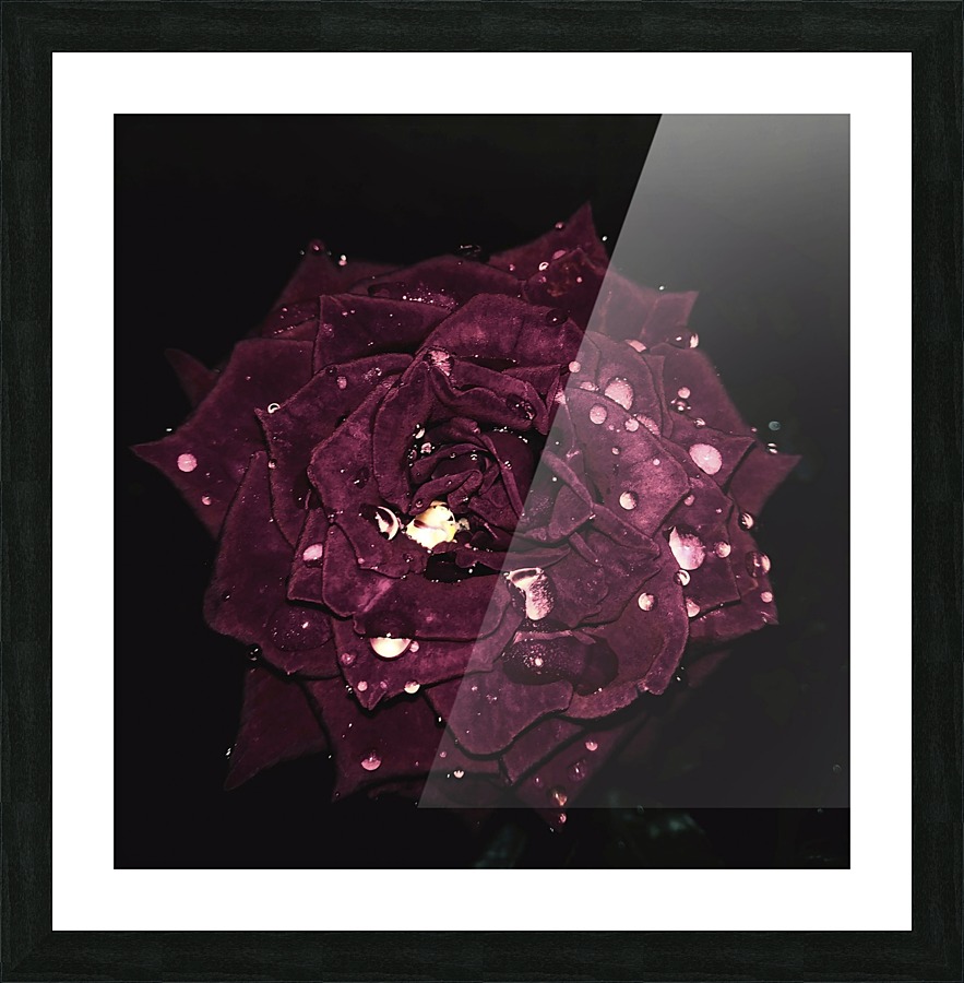 Shining Red Rose Picture Frame print