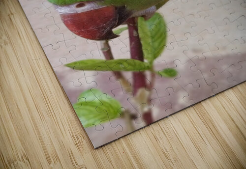 Cute Parrot rizu_designs puzzle