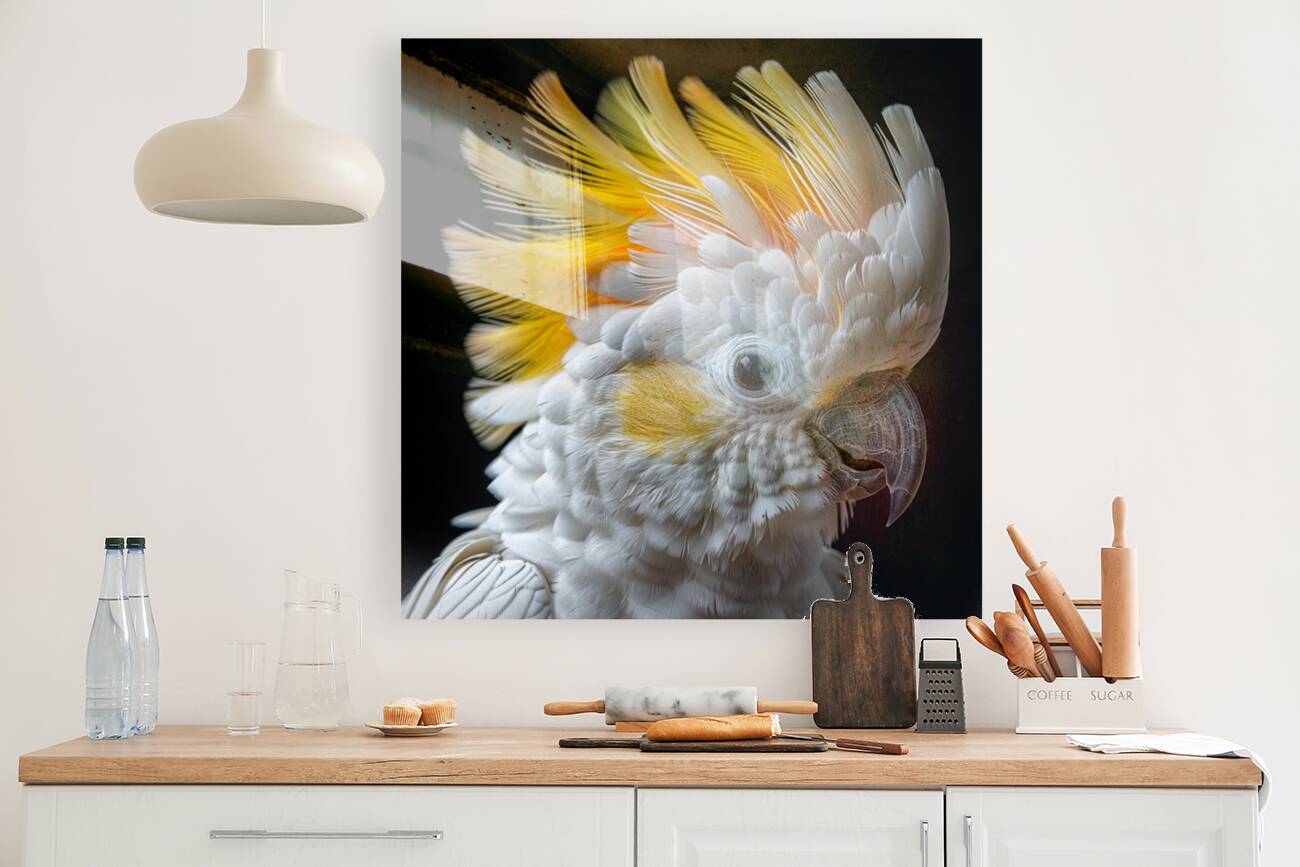 Furry Yellow Cockatoo Reproduction