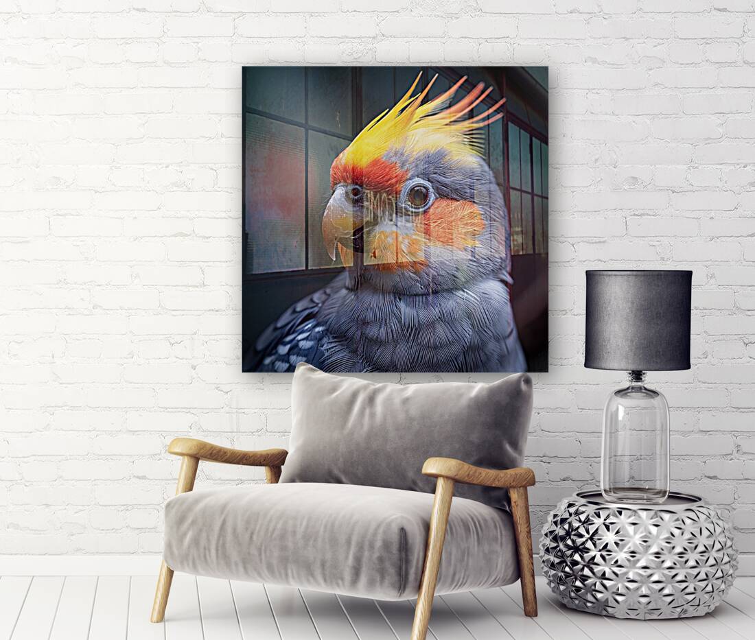 Cockatiel Bird Reproduction