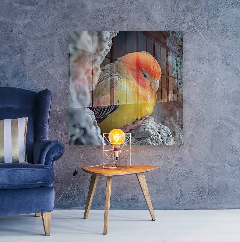 Sleepy Lovebird Reproduction