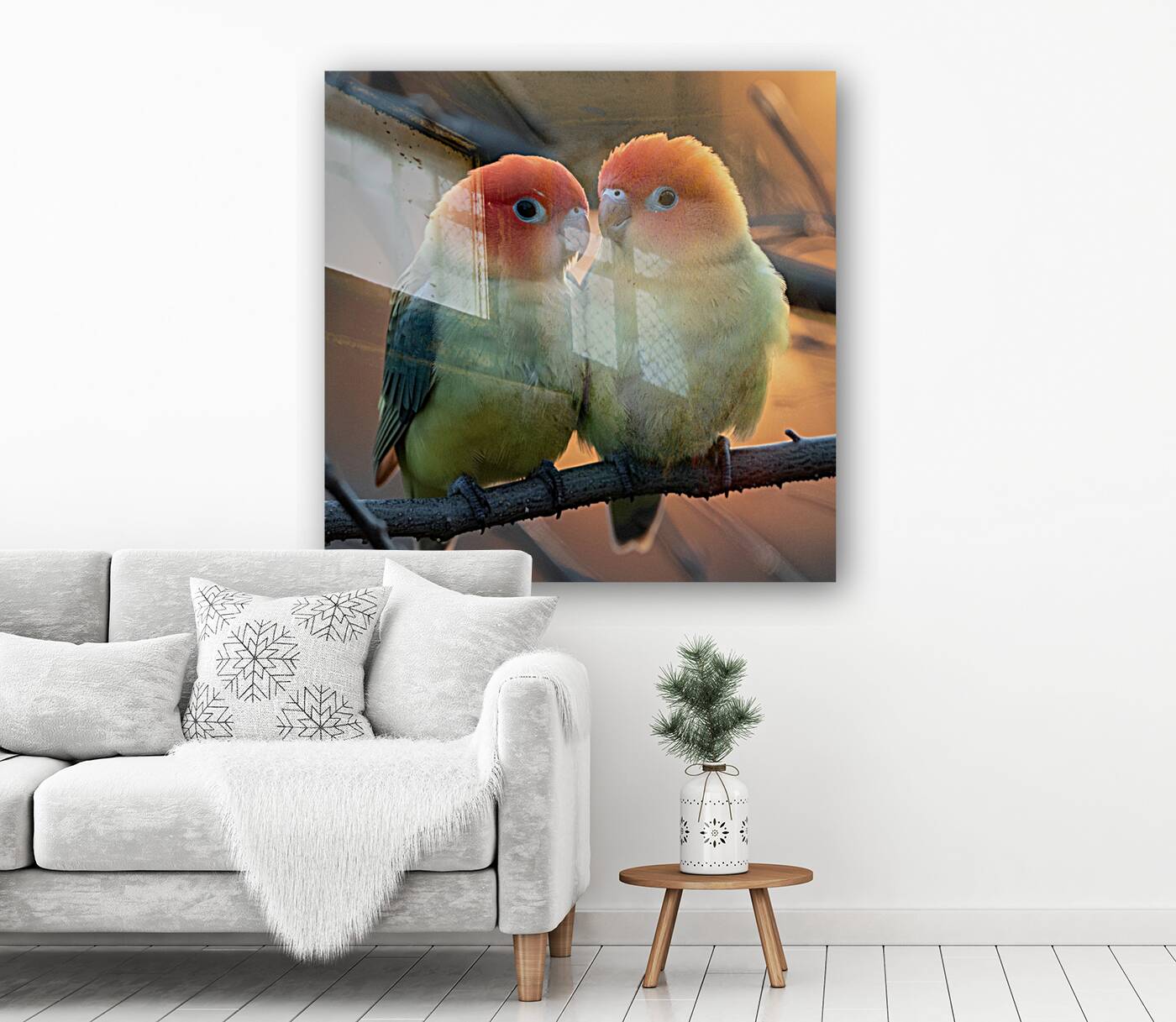 Tender Lovebird Reproduction