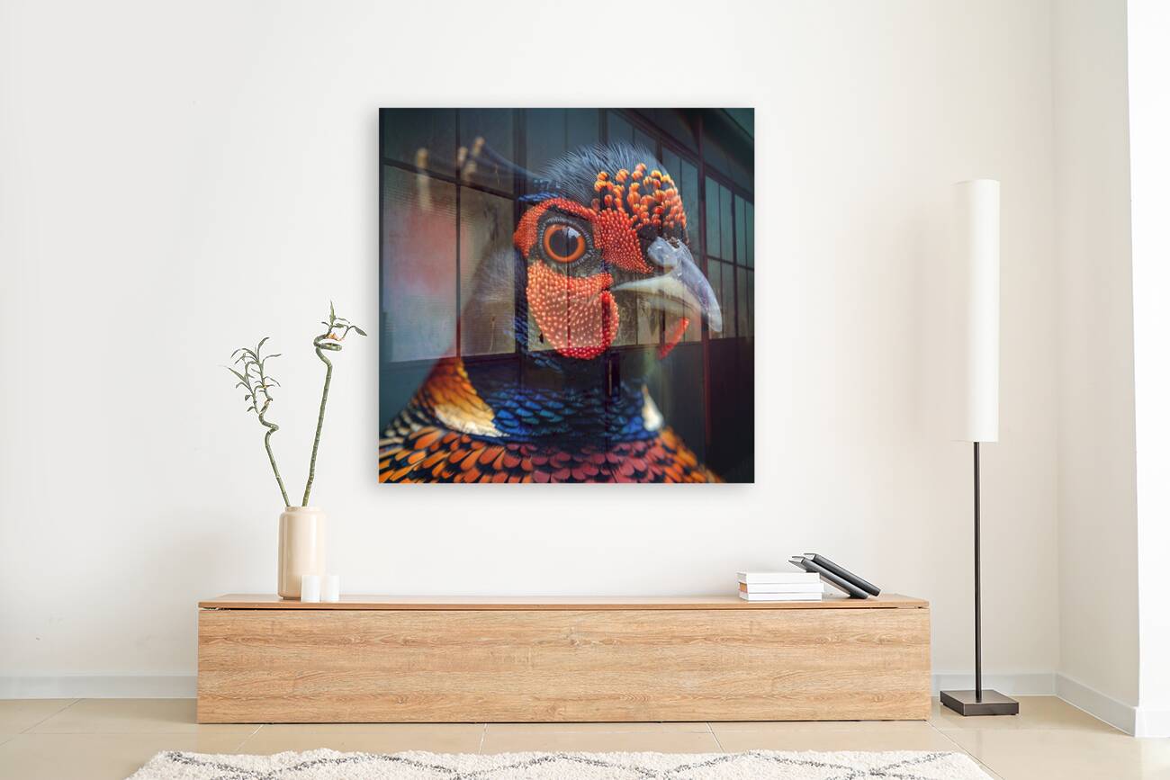 Gaze Pheasant  Reproduction