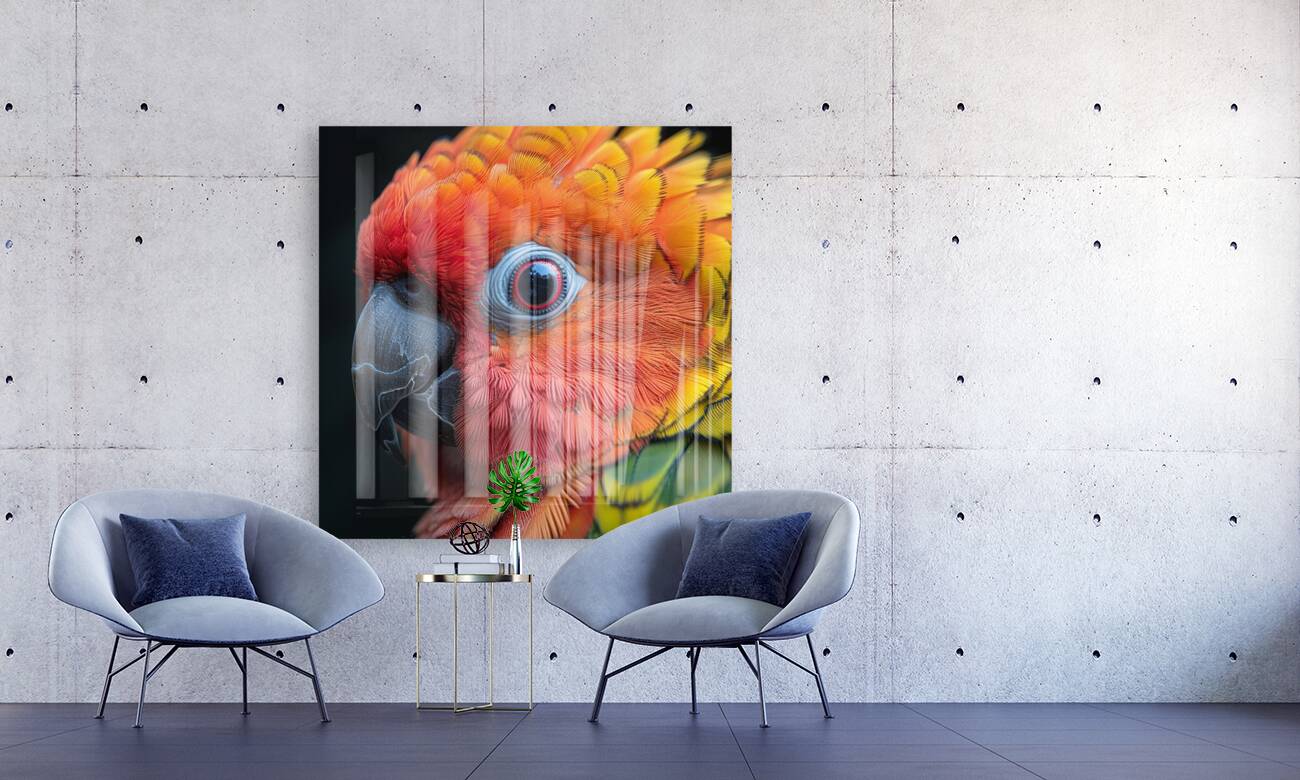 Adorable Sun Conure Parrot Reproduction