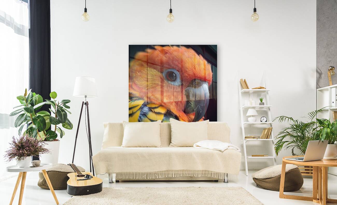 Graceful Sun Conure Bird Reproduction