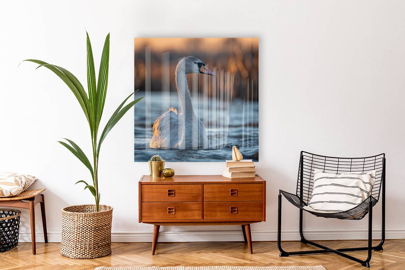 Charming Swan Reproduction