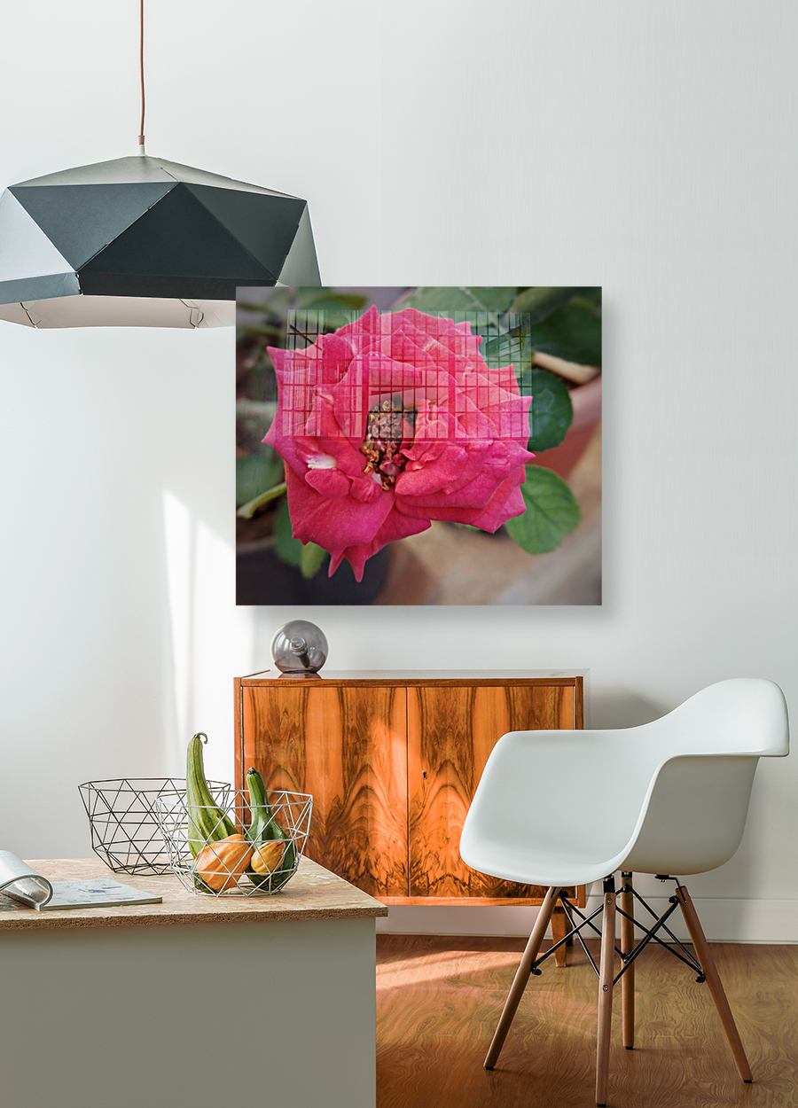 Blooming Red Rose Reproduction