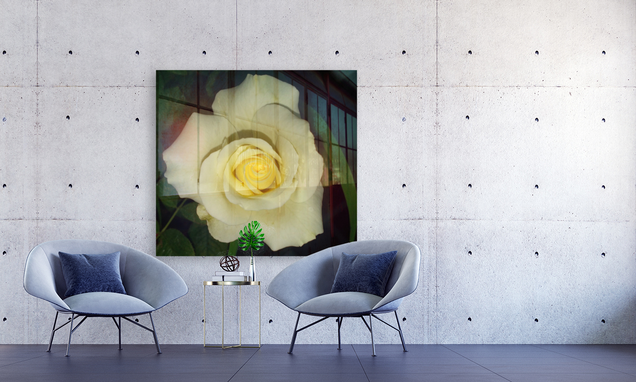 Blooming White Rose  Reproduction