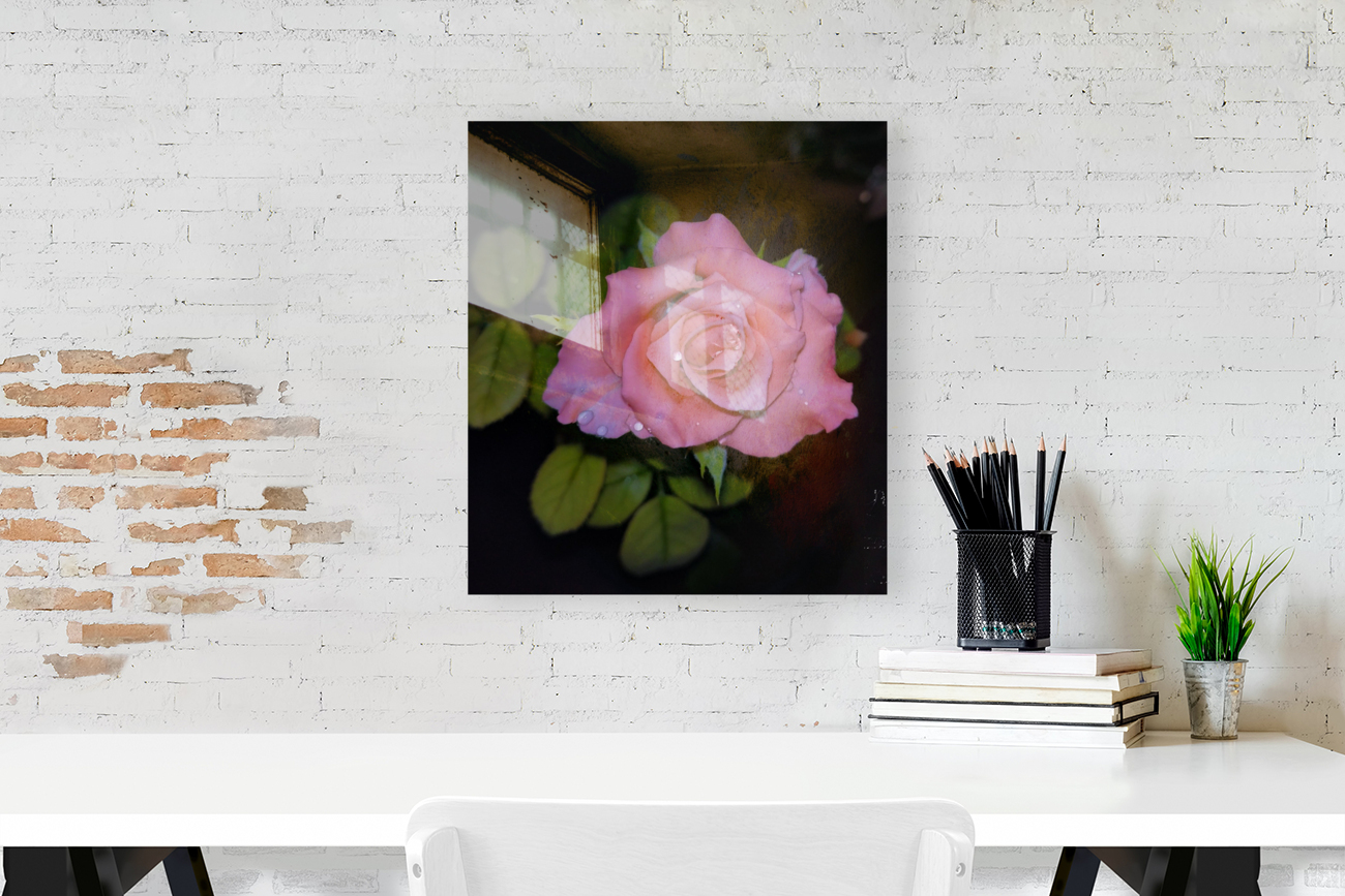 Pink Rose Reproduction