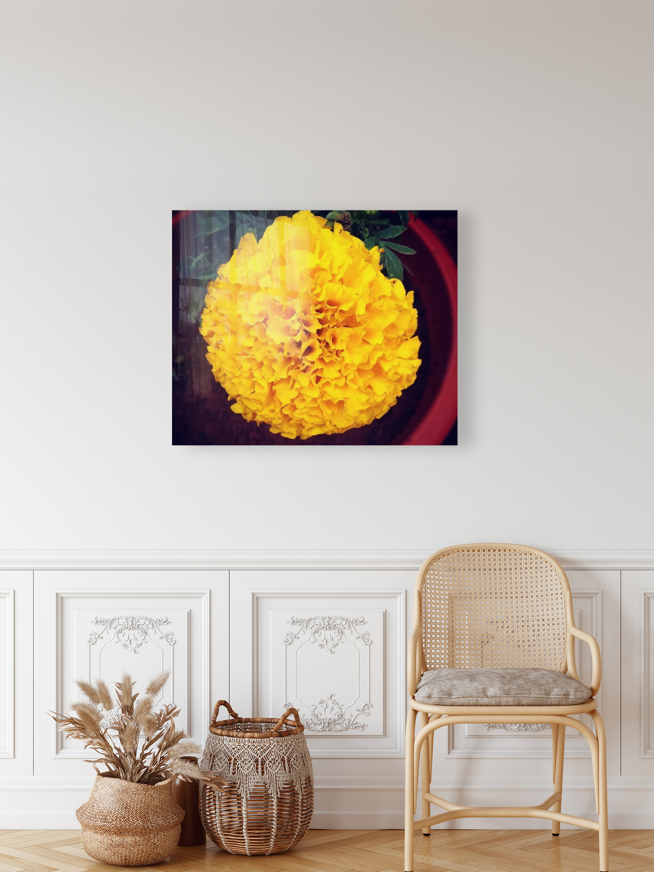 Yellow Chrysanthemum Reproduction