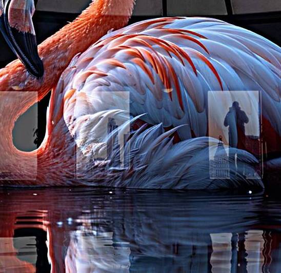 Charming Flamingo Reproduction