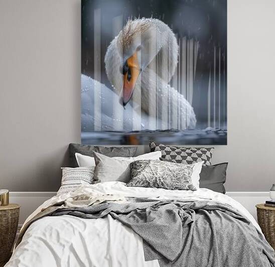 Timeless Swan Reproduction
