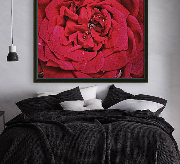 RED ROSE    Reproduction