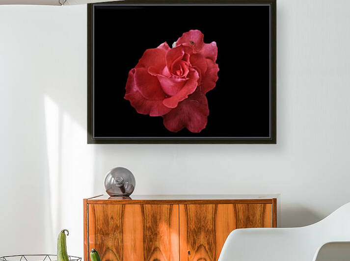 Coral Rose Reproduction