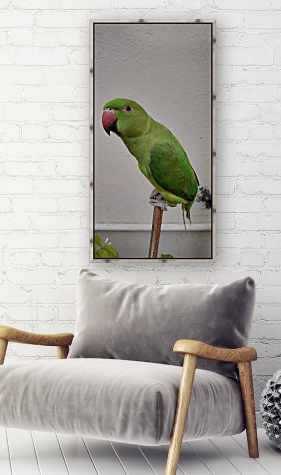 Beautiful Indian Parakeet by rizu_designs