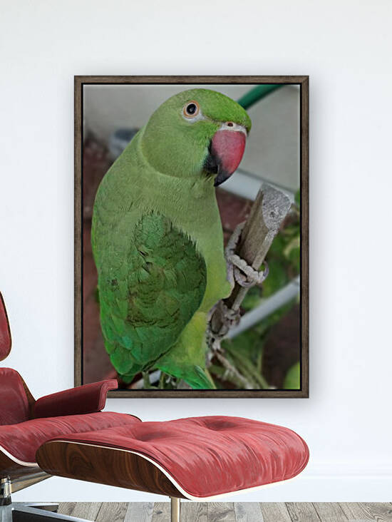 Lucky Indian Parakeet by rizu_designs